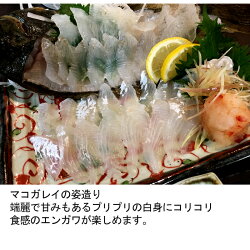 マコガレイ(アマテカレイまこがれい)400g