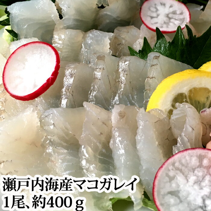 【販売開始しました！】『マコガレイ 400g 瀬戸内海産』（まこがれい アマテガレイ 刺身 旬 煮付け 塩焼き ムニエル 唐揚げ）