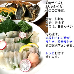 マコガレイ(アマテカレイまこがれい)400g