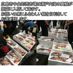 瀬戸内天然鯛(生)1尾400g・飾りかご、敷き紙、寿の飾り付き【お食い初め】【初節句】【こどもの日】【端午の節句】【敬老の日】【お正月】【にらみ鯛】【smtb-KD】