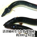 【バーベキューの炭火焼に!】『養殖 活き締め 生うなぎ 1尾 (約300g) 愛知県もしくは台湾産』※骨、肝、タレ付き!(鰻 ウナギ 蒲焼 土曜の丑の日 スタミ...