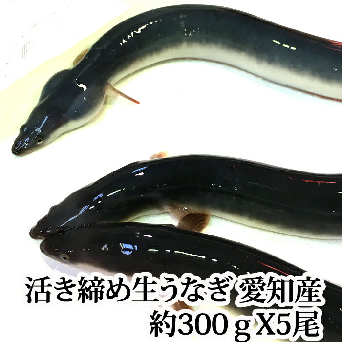 『生うなぎ 活き締め 1尾約300gX5尾（愛知県もしくは台湾産 養殖）』（骨、肝、タレ付き） バーベキューにも (鰻 ウナギ)