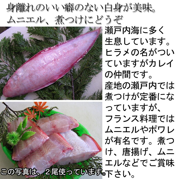 『赤舌平目 (アカシタビラメ) 約300g (2人前) 瀬戸内海産』(レンチョウ カレイ れ...