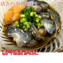 赤なまこ(瀬戸内海産)1kg活きのまま発送