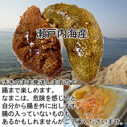 青なまこ(瀬戸内海産ナマコ)900g(300gX3袋)