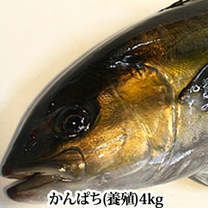 かんぱち 4kg（ 養殖 鹿児島県産 ）( カンパチ 刺身 間八 )