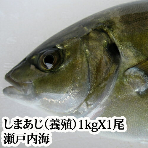 『シマアジ 1kg（瀬戸内海産）養殖』【アラ付き】鮮魚 ...