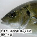 『シマアジ 1kg（瀬戸内海産）養殖