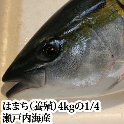 はまち 4kgの4分の1（ 養殖 瀬戸内海産 ）（ ハマチ ）