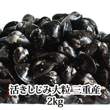 送料無料 しじみ 大粒 2kg 活き 三重産もしくは宍道湖 シジミ 蜆