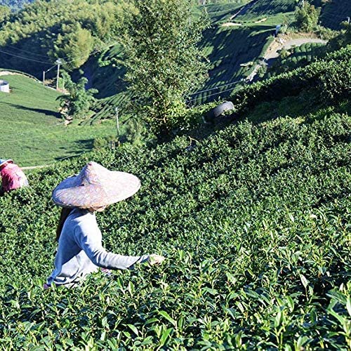 凍頂烏龍茶 台湾茶 茶葉 無添加 ティーバッグ ティーパック 1.5g×120P 中国茶 烏龍茶 台湾産 お茶 台湾 手土産 お得用 まとめ買い 業務用大容量 Tokyo Tea Trading