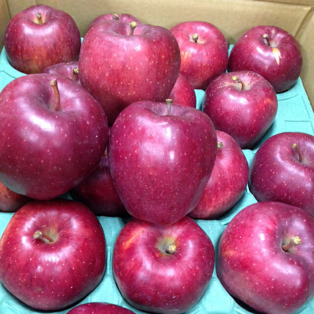 ڡ̸ʡۡAʡͭμˡ󤴥󥰡ǥꥷ㥹5kg䢨ﲹڤκݤϤƼϤ