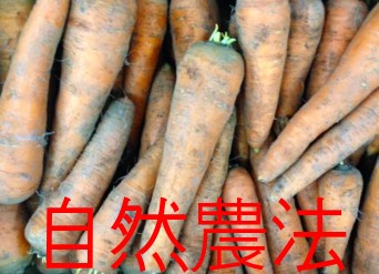 ※根菜類は夏季でもご希望に応じて、「常温便」で発送いたします。「常温便」発送をご希望の場合はご注文時に備考欄にご記入ください。 ■容量：約3kg ■生産地：城北農民組合（熊本県）、他 ■配送方法：常温 ※5月〜10月頃の間は、野菜の鮮度を保つために冷蔵配送推奨 ※栽培期間中、化学農薬、化学肥料不使用。または、化学農薬使用8割以上減、化学肥料不使用。 　 商品価格・容量・生産者の変更、欠品について ※生産者、容量、価格を表示しておりますが、天候等により 若干の変更となる場合、または欠品となる場合があります。 この場合、商品価格の変更、キャンセルの処理をさせていただく ことがありますのでご了承くださいませ。 ご期待に添えられるよう生産者さんともども努力いたしますが、 自然のものですのでどうしようもないことがございます。 ご理解いただけます様宜しくお願いいたします。