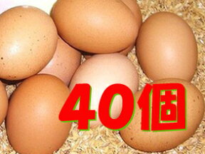 【常温便送料込/一部地域別】太陽食品の平飼い有精卵★「たいようの幸せたまご」40個※常温配送（6〜9月は冷蔵配送推奨）※単品配送※数量限定品。入荷状況によってはお届けまでお待ちいただく場合があります。