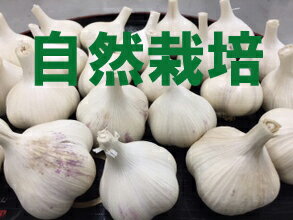 【青森県産】谷地村さんの自然栽培にんにく 1袋(10〜15個前後 ※約500g)※無施肥無農薬栽培※常温配送※「有機JAS認証」も取得。※発芽抑制剤不使用のため、「発芽」が早い場合があります。