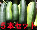 【青森県産】【5本セット】自然栽培の でっかいズッキーニ 5...