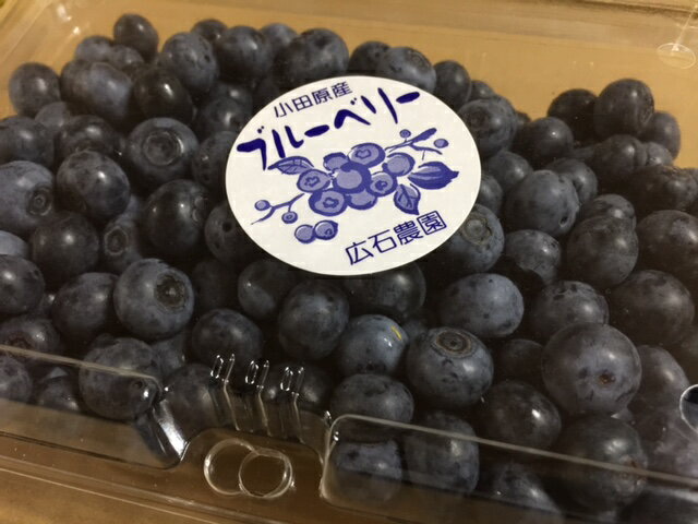 自然農法（有機JAS)　広石さんの生ブルーベリー　約500g【★産地直送★クール送料込/一部地域別途/★代引不可】【冷蔵】サイズ混合冷凍保存OK、ドライブルーベリーも簡単に作れます！　※単品配送★7月下旬以降発送予定（お届けまで約1～2週間）のサムネイル