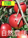 【B級品つがる5kg】竹嶋農園の自然農法りんごつがる「5kg箱」入り【冷蔵便送料込/※沖縄・九州・中四国は別途送料加算・同梱不可】★9/13以降発送予定(日本郵便チルド便にて産地直送・火土発のみ)※産直の単品配送商品のため、単独でご注文ください。