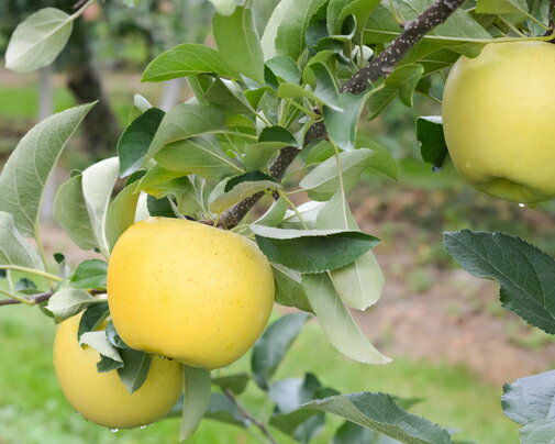 2019ǯо졪ۡڡ9/16ʹȯͽۡAʡͭμˡ󤴲ʤˡ5kgȢ䢨ﲹڤκݤϤƼϤ