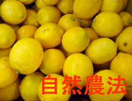 【小田原産 】有機レモン約3kg 廣石農園・山下農園 自然農法・有機JAS サイズ混合 化学農薬・化学肥料不使用【★冷蔵便送料込★単品配送/代引不可】【 沖縄・他一部地域へは送料別途】 シミ斑点…