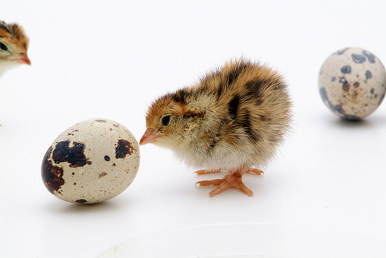 ��������ο�ѡ�6�ġ�2��HZ)���Ƶ�����¢����(10��4��Ͼﲹ�����ˡ����������Ͼ����ʡּ����򹯥��ץ���ס�