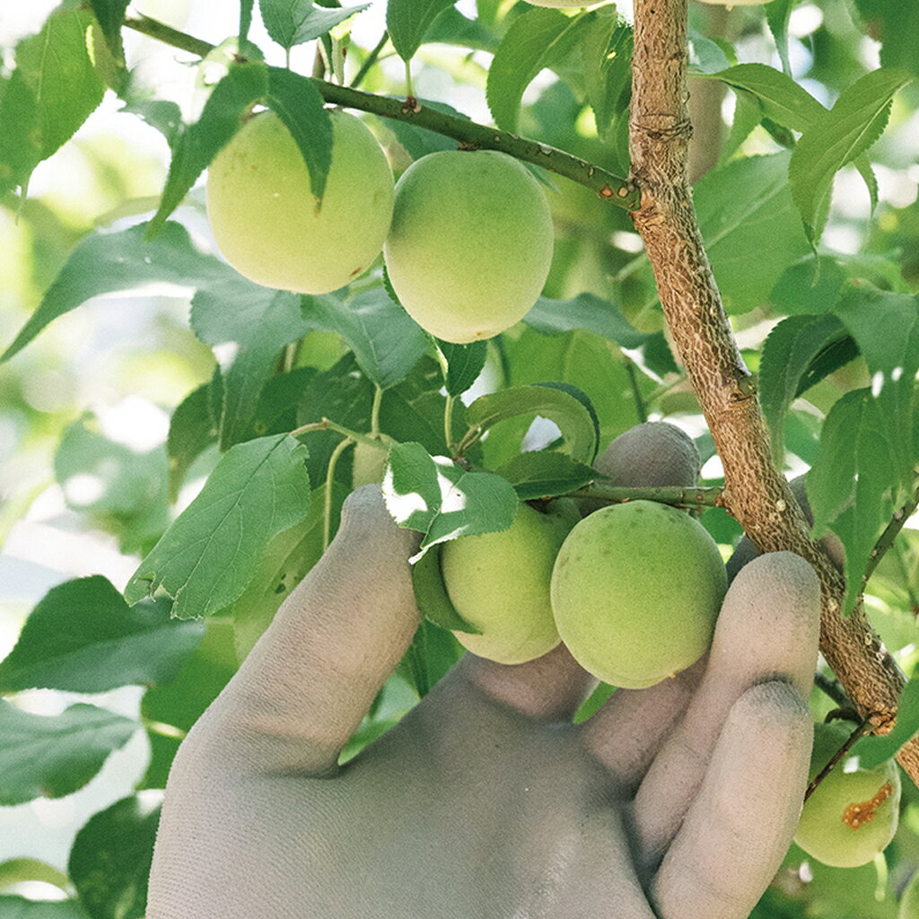 ���ڥ�������ۥ��������ζ���ߴ�200g