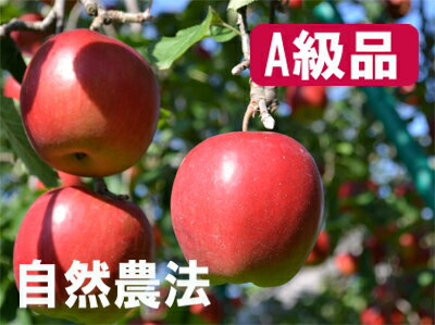 ԻѡAʡ褵μˡ󤴥ʥɡ5䢨̵޺