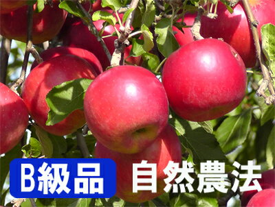 Իѡµ褵μˡ󤴡ȶ̡4.5ȢˡʥͭӸ