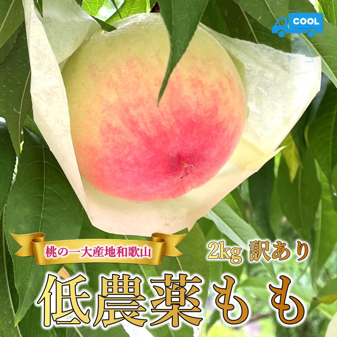 【優品】和歌山県産 減農薬 白桃 (品種・サイズおまかせ）6月下旬発送 訳あり桃 甘くてジューシー 日川白鳳 自然栽培 産地直送 農家直送 朝採れ新鮮 果物のサムネイル