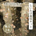 【農家直送】【20％お得】お届け後、数日～2週間で収穫できる原木 しいたけ栽培キット A（太めホダ木ホダ木2本,長さ約90cm）農薬不使用。4代70年以上の伝統高橋農園 現役のしいたけ農家が書いた栽培マニュアル付き。原木椎茸 栽培セット 原木 シイタケ 国産　産地直送 通販