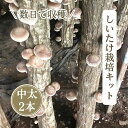 【農家直送】お届け後、数日〜2週間で収穫できる原木 しいたけ栽培キット (中太・長さ90cmホダ木・2本) 農薬不使用(無農薬) 40年以上の経験を持つ現役のし...