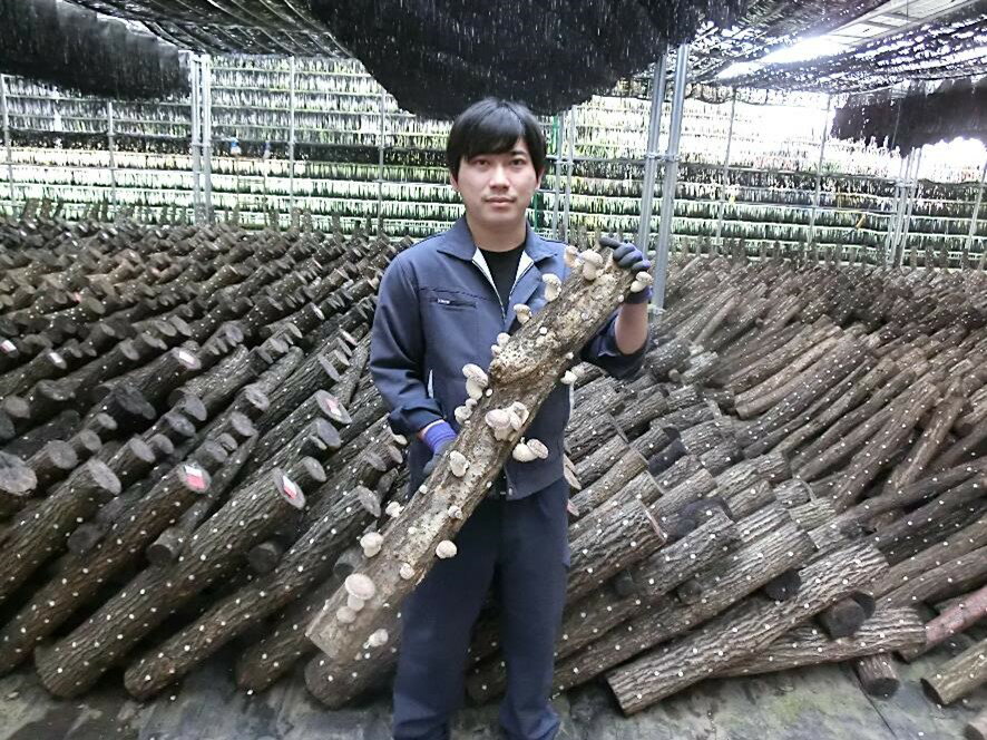 【農家直送】原木栽培　生しいたけ5kg（発泡スチロール箱）入り ご家庭用 お取り寄せ 農薬不使用 国産 厚肉 椎茸 シイタケ 産直 通販 クール便サービス　業務用【産地直送】