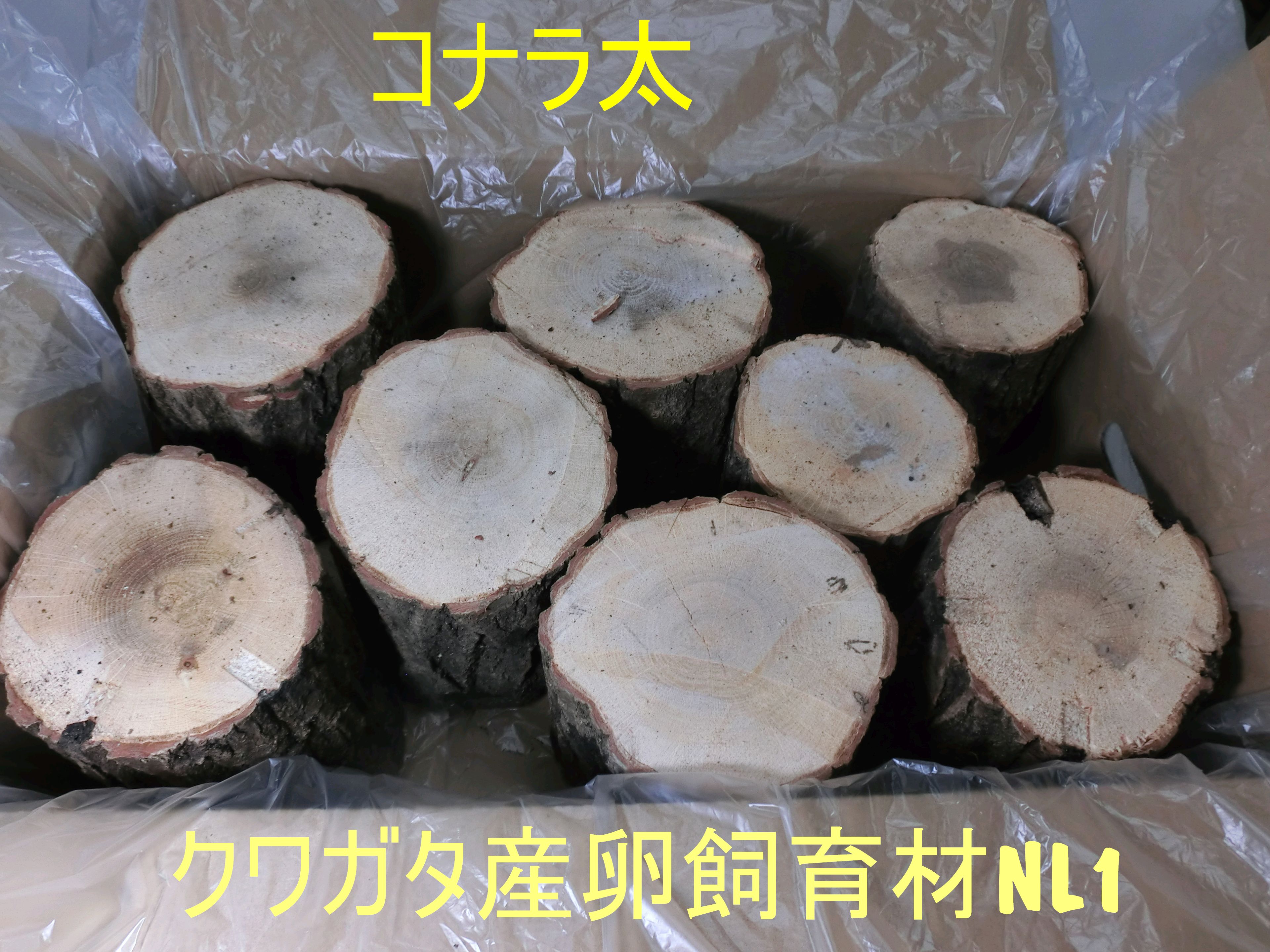 【農家直送】オオクワガタ産卵木NL1 コナラ太 やや硬め 農薬不使用 国産原木使用 箱入り（8～12本）長さ約14cm 太さ11～15cm