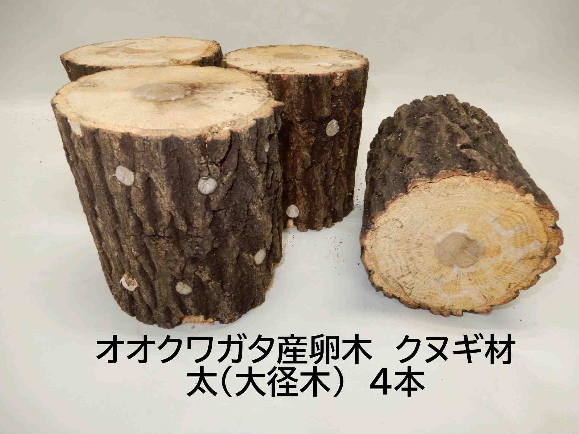 KL102はクヌギ大径木が2本入りです KL104はクヌギ大径木が4本入りです 約10年ぶりに復活します。高橋農園のクワガタ産卵飼育材・クヌギ材です。 全品、農薬は全く使っておりません。 また、国産の原木を使っています。 クヌギ材で大径木、やや硬め（柔軟材ではありません） 長さ約14cm、太さ約11～15cm、箱入りで2本入り、または4本入りです。 稀に、産卵木の切口面が白色または褐色に変色している場合があります。 これは、「菌紋」というもので、産卵木の中のしいたけ菌が外に噴出し、白色に見える場合があるものです。 さらに、この菌紋が褐色にになる場合があります。 これを「褐変」と言います。 いずれも、しいたけ菌が生きている証拠です。 この場合、産卵木の中に害虫がいる可能性が少なくなります。 10年前と比べ諸経費が値上がりしており、商品が値上がりしましたことをご容赦ください。