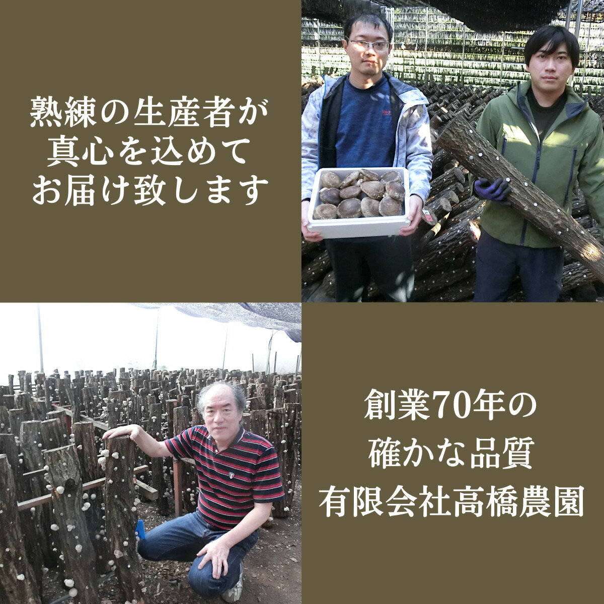 【産地直送】原木 生椎茸500gと乾椎茸スライス100gのセット |国産｜原木椎茸栽培4代70年の伝統・高橋農園 ｜お勧め お取り寄せ 贈答用 ギフト お歳暮 脱炭素栽培 農薬不使用 厚肉シイタケ 通販 農家直送