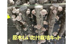 【農家直送】お届け後、数日～2週間で収穫できる原木 しいたけ栽培キット A S1 お試し ホダ木1本やや細..