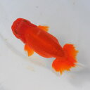 らんちゅう 2才魚 尾形の素晴らしい中長素赤 12.5cm(@25.6.2)オス