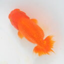 らんちゅう 2才魚 シッカリした尾形の良い素赤 14.5cm(@25.7.30)多分メス