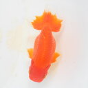 らんちゅう 2才魚 尾形の素晴らしい中長素赤 12.5cm(@25.7.30)オス