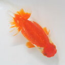 らんちゅう 2才魚 中長頬白 12.5cm(@25.7.30)多分メス