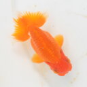 らんちゅう 2才魚 尾形の良い中寸素赤 10.5cm(@25.7.30)オス
