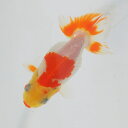 らんちゅう 明け2才魚 綺麗な口紅更紗 8.5cm(@24.9.21)(4)