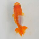 らんちゅう 当才魚 面白い模様の中寸 6.5cm(@25.7.17)