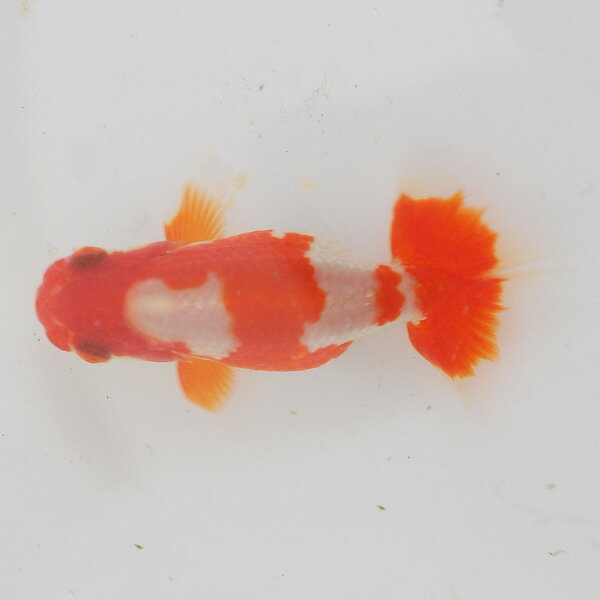 らんちゅう 当才魚 微妙に一文字でキレイでユニ－クな模様の更紗 8.5cm(@25.11.5)