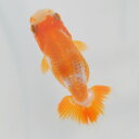 らんちゅう 当才魚 鹿の子チックな更紗 8cm(@25.8.7)