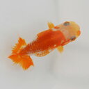 らんちゅう 当才魚 目の外輪が朱く口紅もついている鹿の子チックな更紗 8cm(@25.8.7)