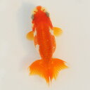 らんちゅう 当才魚 鼻筋と花房が朱い可愛い赤勝ち更紗 7.5cm(@25.8.29)