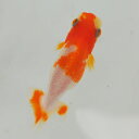 らんちゅう 当才魚 綺麗な模様の中長更紗 8.5cm(@25.8.29)