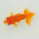 らんちゅう 当才魚 ちょっとウルトラマンみたい顔模様の中寸更紗 7.5cm(@25.8.29)