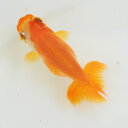 らんちゅう 当才魚 顔に三角の黄頭が目立つ一文字赤勝ち更紗 8.5cm(@25.8.29)